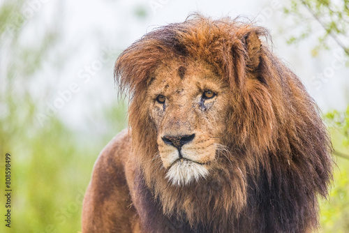 Portrait of a male African Lion