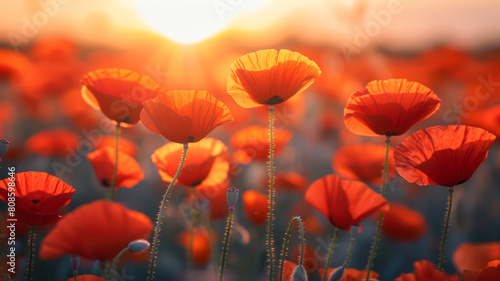 poppy fields in sunset sky with sunlight  blurred background