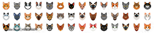 Collection of Cat Breeds Heads Icons  vector cartoon illustration. Diverse cats siamese  persian  maine coon  abyssinian  ragdoll  bengal  sphynx  russian blue  munchkin  domestic shorthair  pixiebob