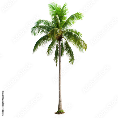  Looking for a tropical oasis   This beautiful palm tree is the perfect way to bring a touch of paradise to your home