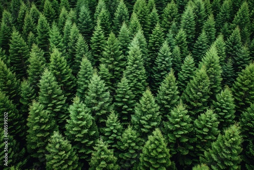 Wallpaper Mural beautiful green forest on a sunny day professional photography Torontodigital.ca