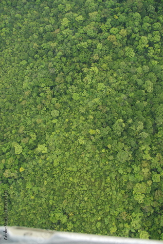 coarse textured ariel view of the jungle rain forest canopy in Toledo District, Southern Belize, Central America with tree tops in lush green taken from a light aircraft