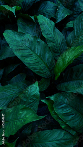 closeup nature view of green leaf and palms background. Flat lay  dark nature concept  Vertical image.