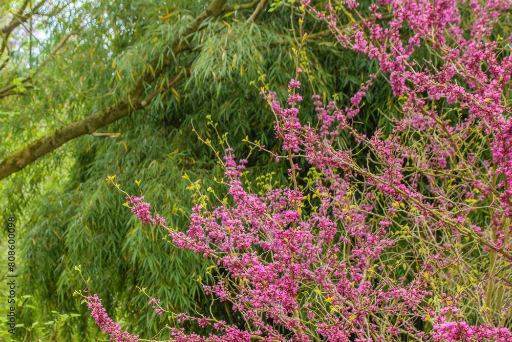 Obraz premium A tree with purple flowers is next to a tree with green leaves