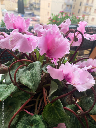 Bellissimi fiori rosa ciclamino in un balcone. Concetto di giardinaggio domestico. Pianta decorativa. photo