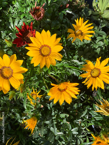 Bellissimi fiori di Gazania in un vivaio. Pianta perenne decorativa in un vivaio. Concetto di giardinaggio.