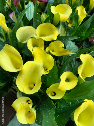 Bellissimi fiori gialli di Anthurium in un vivaio. Concetto di giardinaggio. Pianta perenne decorativa.