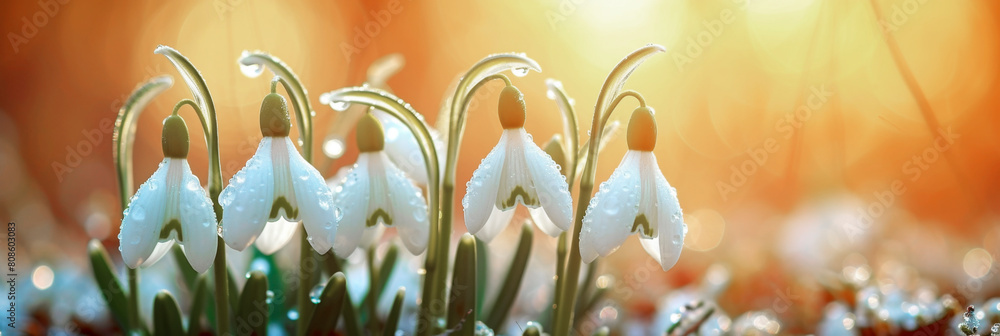Photos Group of snowdrop flowers growth in the forest, Spring banner -- copy space