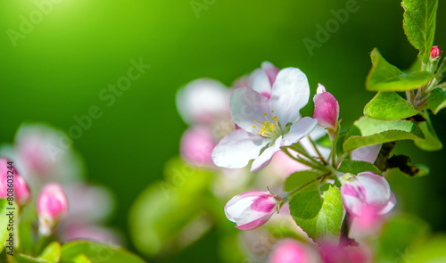 appletree blossom branch in the garden in spring 