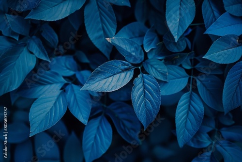 Dark blue leaves, detailed textures, and moody botanical close-up, ideal for themes related to nature, mystery, and elegance in design and decor.

