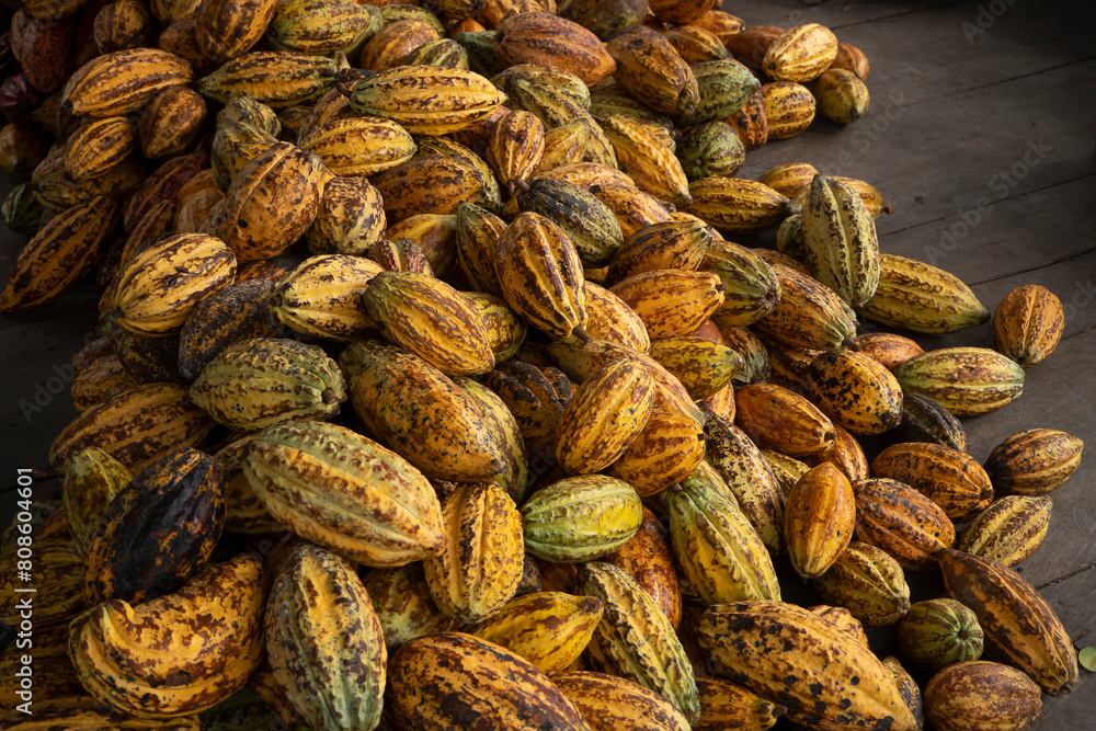 Cocoa pod on the cacao tree, Fresh yellow cocoa pod under the cacao tree on a farm Cocoa pod on the cacao tree, Fresh yellow cocoa pod under the cacao tree on a farm
