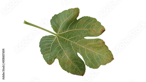 Fig leaves with Isolate Leaves on transparent background. Png file.