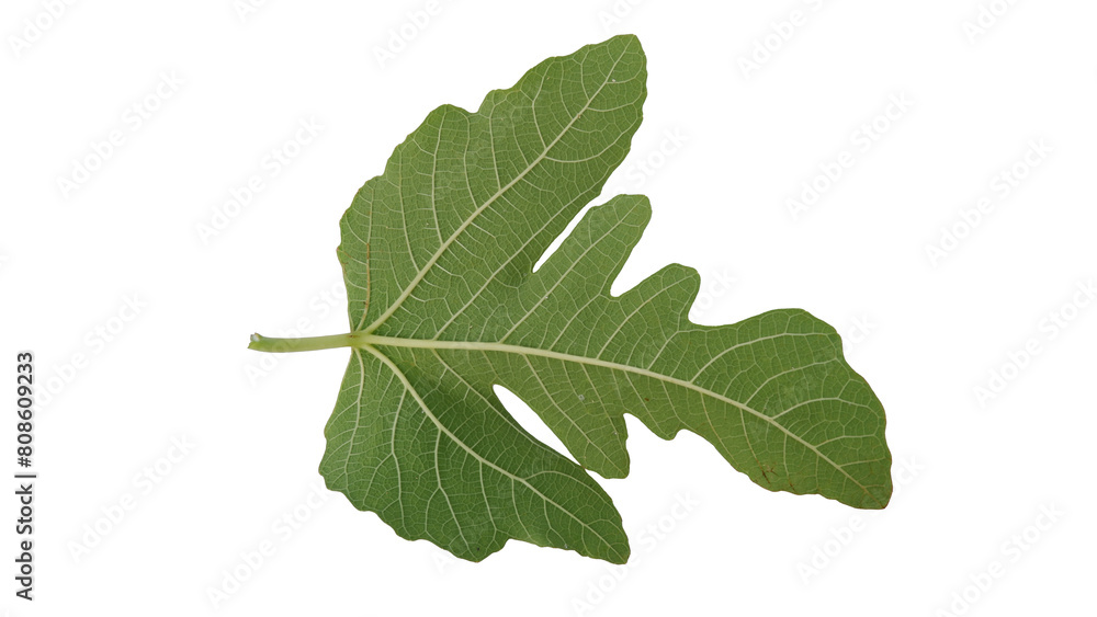 Fig leaves with Isolate Leaves on transparent background. Png file. Fig leaves with Isolate Leaves on transparent background. Png file.