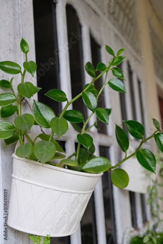 Selective focus of Peperomia scandens plant hanging in a pot. photo