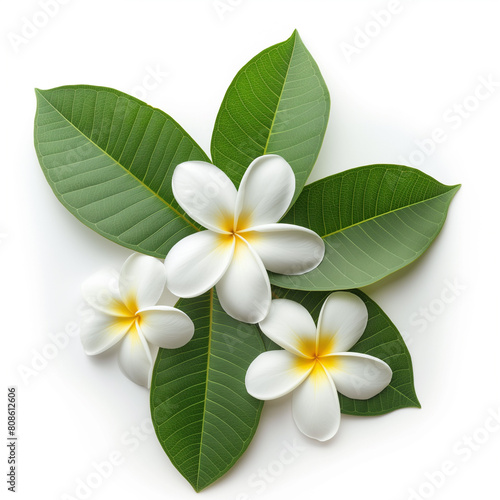 there are three white flowers with yellow centers on a white surface © PixVect