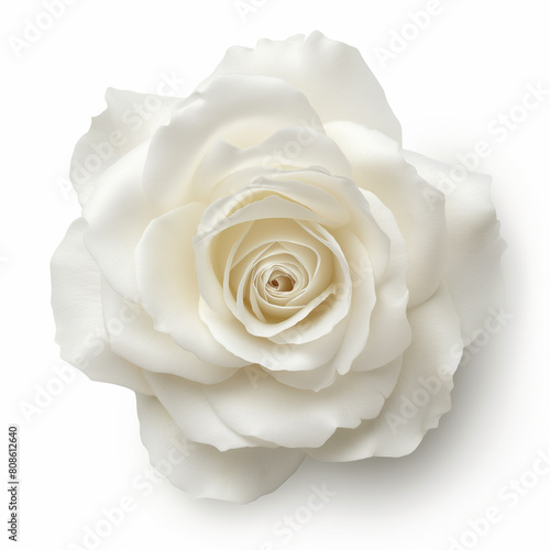 there is a white rose that is on a white surface