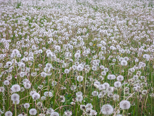 Meadow with thousands of dandelion seed heads  seed balls at Krautheim  Germany