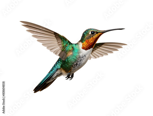 a colorful hummingbird flying © Monica