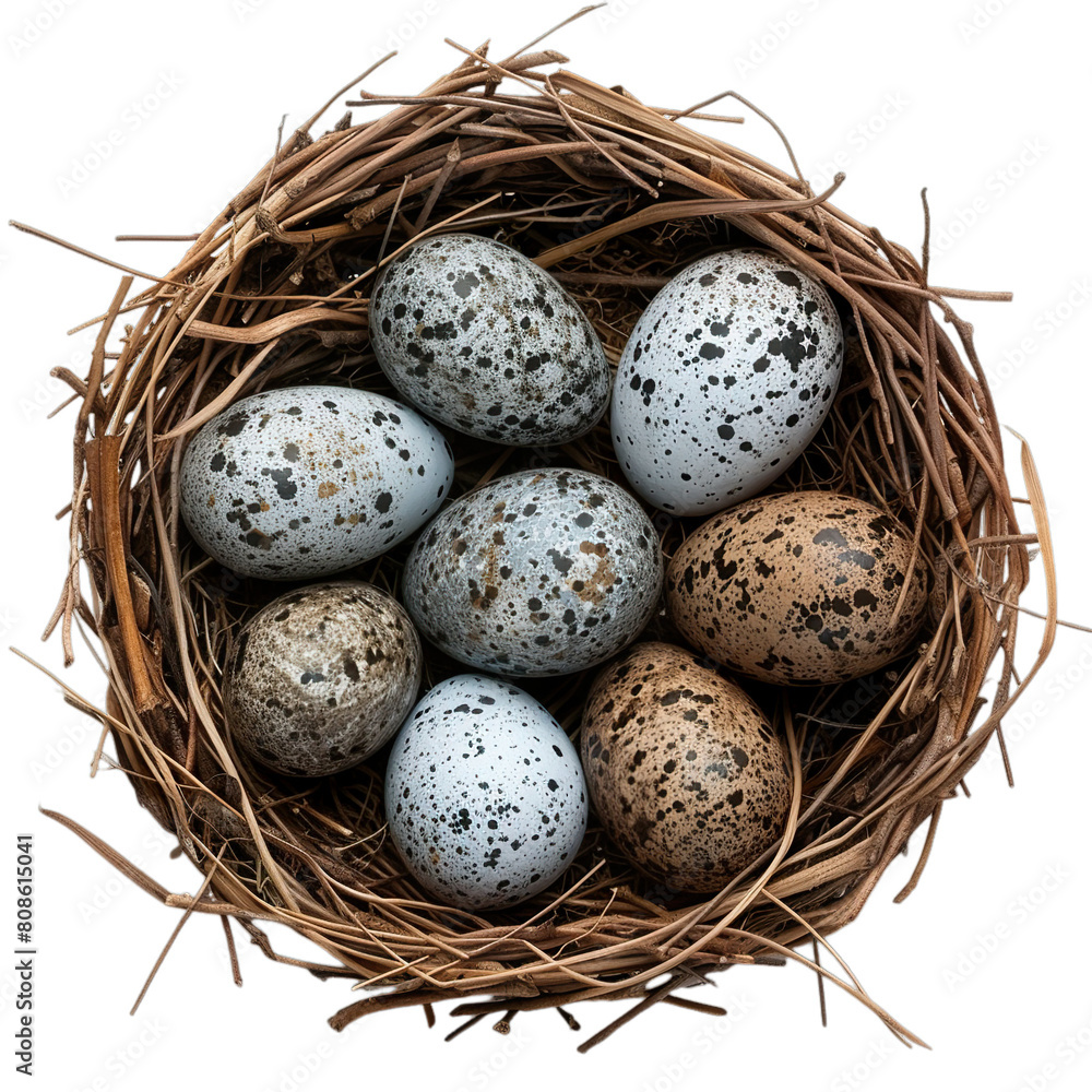 Top view of Falcon eggs in a nest isolated on a white transparent background Top view of Falcon eggs in a nest isolated on a white transparent background