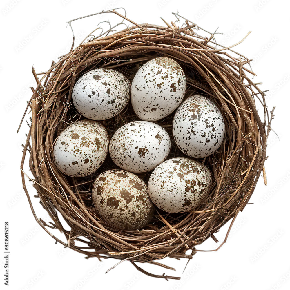 Top view of Lapwing eggs in a nest isolated on a white transparent background Top view of Lapwing eggs in a nest isolated on a white transparent background