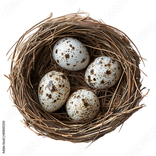 Top view of Nightjar eggs in a nest isolated on a white transparent background