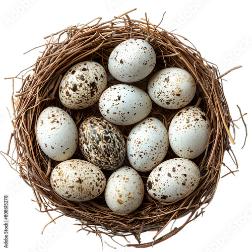 Top view of Ibis eggs in a nest isolated on a white transparent background