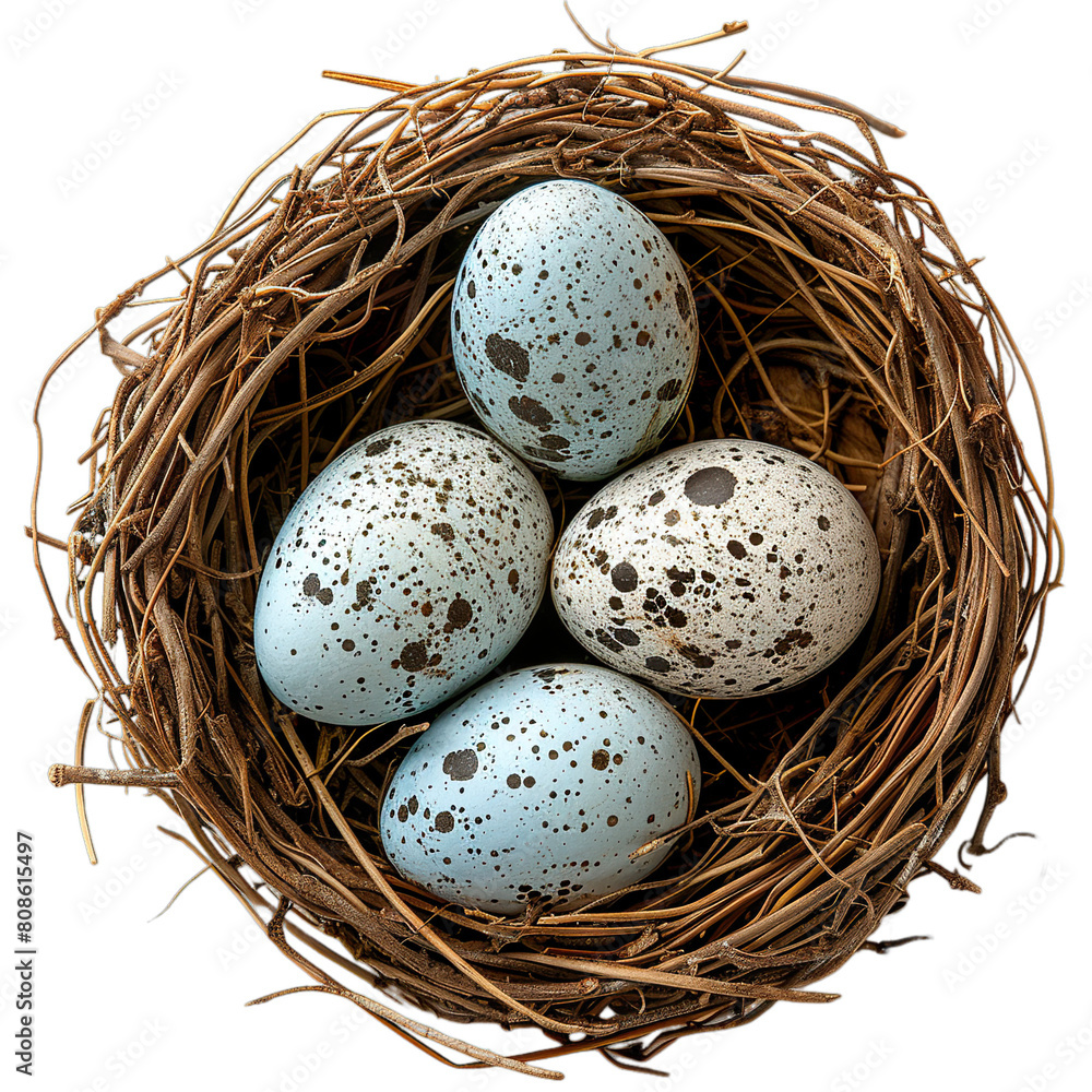 Obraz premium Top view of Shrike eggs in a nest isolated on a white transparent background