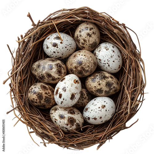 Top view of Nightjar eggs in a nest isolated on a white transparent background