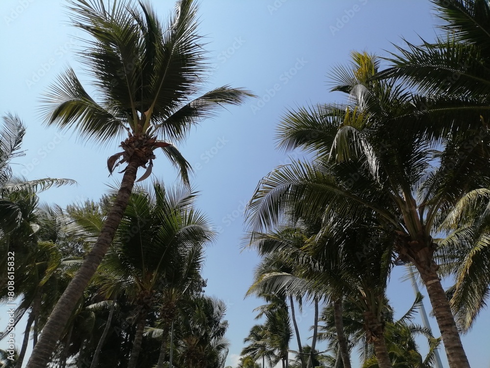 Fototapeta premium Coconut leaves on tree with blue sky