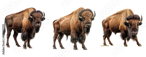 The image shows three European bison
