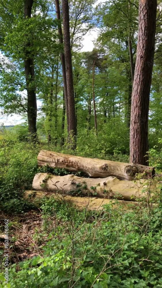 Felled trees, green lush foliage and leaves in a forest, tree trunks and branches, natural wilderness, vertical video
