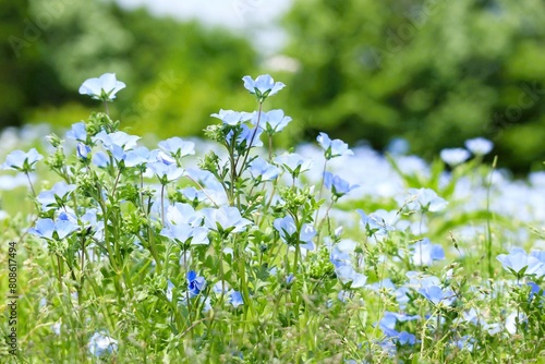 青いネモフィラの花