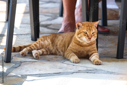 sleepy ginger cat under the table, Greece, Corfu / śpiący, rudy kot pod stołem, Grecja, Korfu  photo
