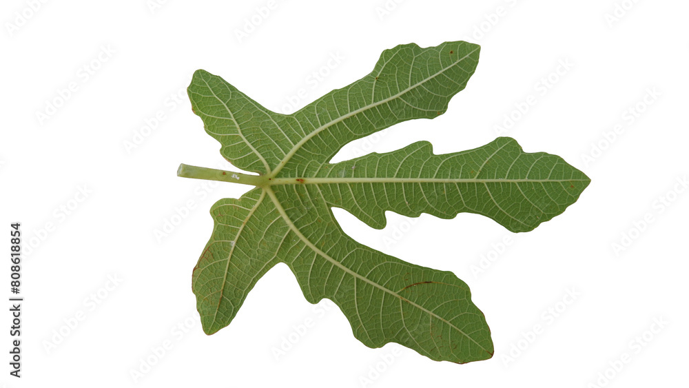 Fig leaves with Isolate Leaves on transparent background. Png file. Fig leaves with Isolate Leaves on transparent background. Png file.
