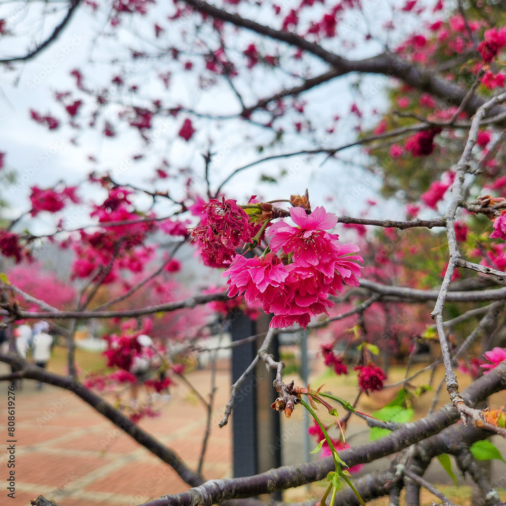 Pink petals of cherry blossom tree in Taipei Taiwan. Pink petals of cherry blossom tree in Taipei Taiwan.