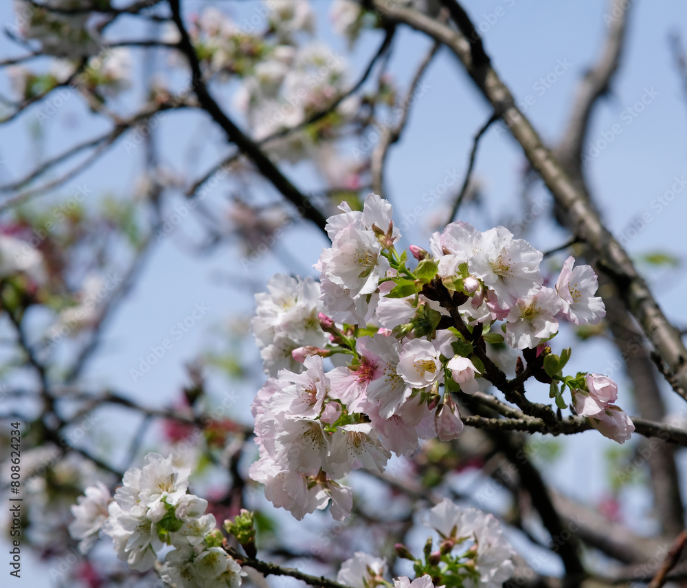 Pink and white petals of cherry blossom tree in Taipei Taiwan. Pink and white petals of cherry blossom tree in Taipei Taiwan.
