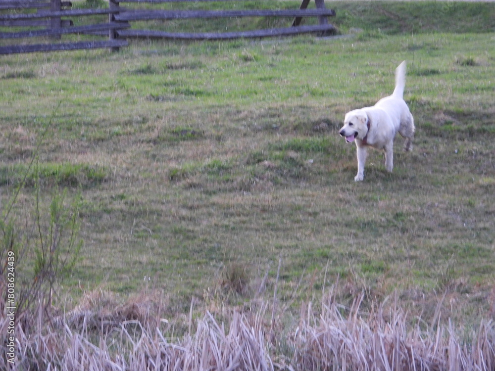 Fototapeta premium A large white Labrador dog runs through the grass