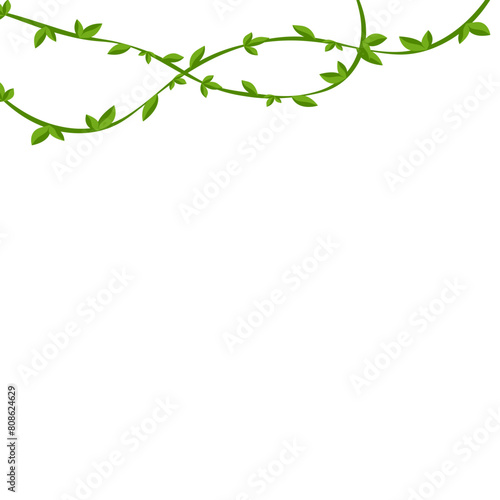 Round Leaf Vine