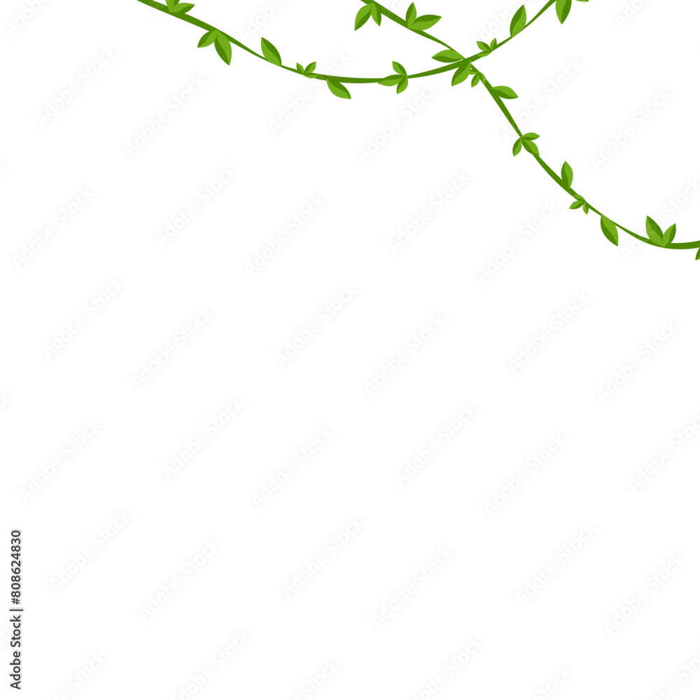 Round Leaf Vine Round Leaf Vine