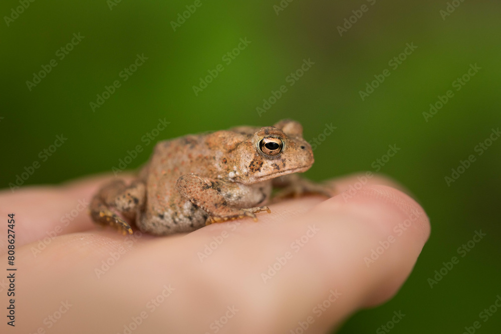 A Small American Toad on Someone's Hand A Small American Toad on Someone's Hand