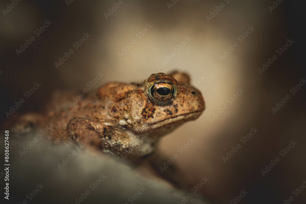 Portrait of an American Toad in New Hampshire Portrait of an American Toad in New Hampshire