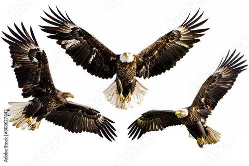 Eagles with outstretched wings