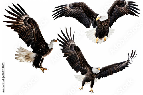 Eagles with outstretched wings © Venka