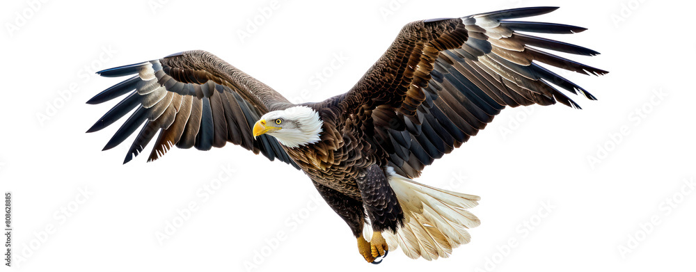 a bald eagle flying with its wings spread wide a bald eagle flying with its wings spread wide