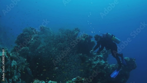Wallpaper Mural A man is diving in the ocean with a green plant behind him. The plant is surrounded by fish. Part of Underwater World of Red Sea series. Torontodigital.ca