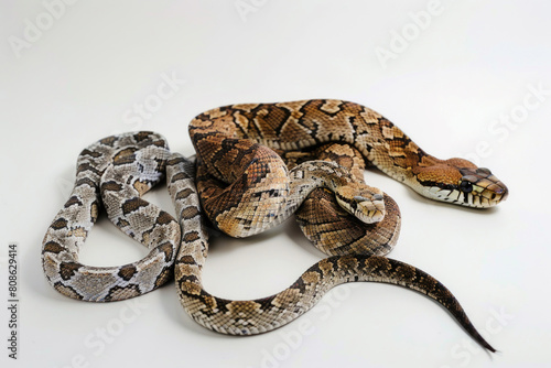 Three snakes, coils elegant