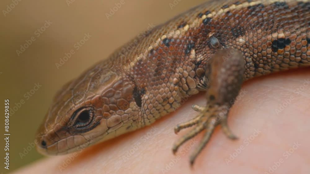 Meadow Lizard in dry grass. The lizard is looking at the camera. Beautiful lizard eyes. Viviparous lizard Meadow Lizard in dry grass. The lizard is looking at the camera. Beautiful lizard eyes. Viviparous lizard