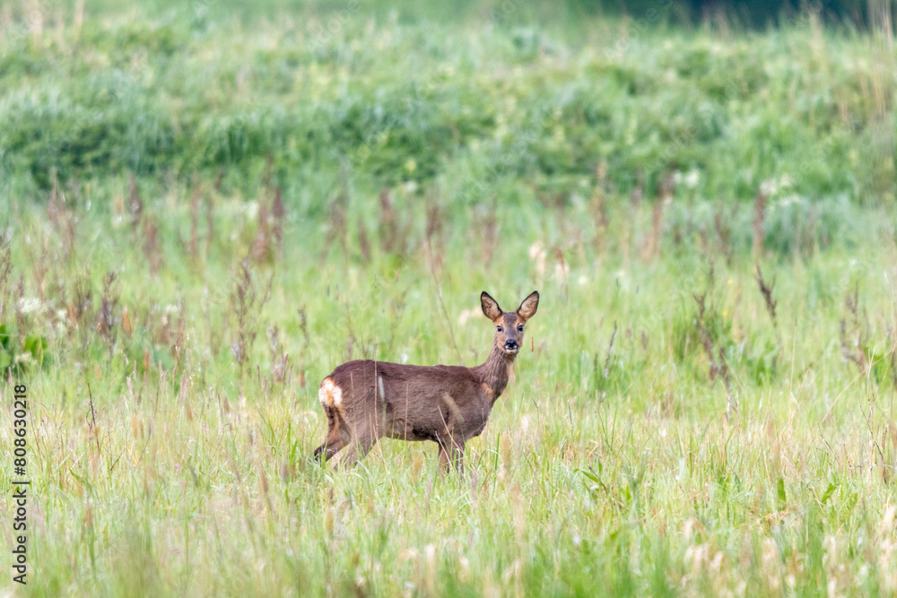 Reh auf einer Wiese Reh auf einer Wiese