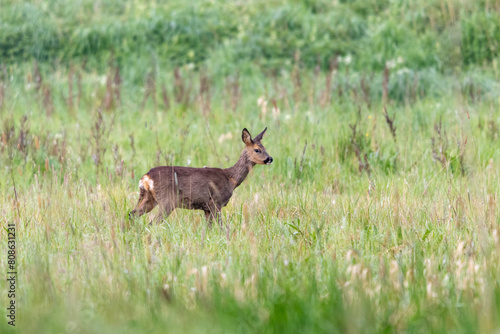 Reh auf einer Wiese