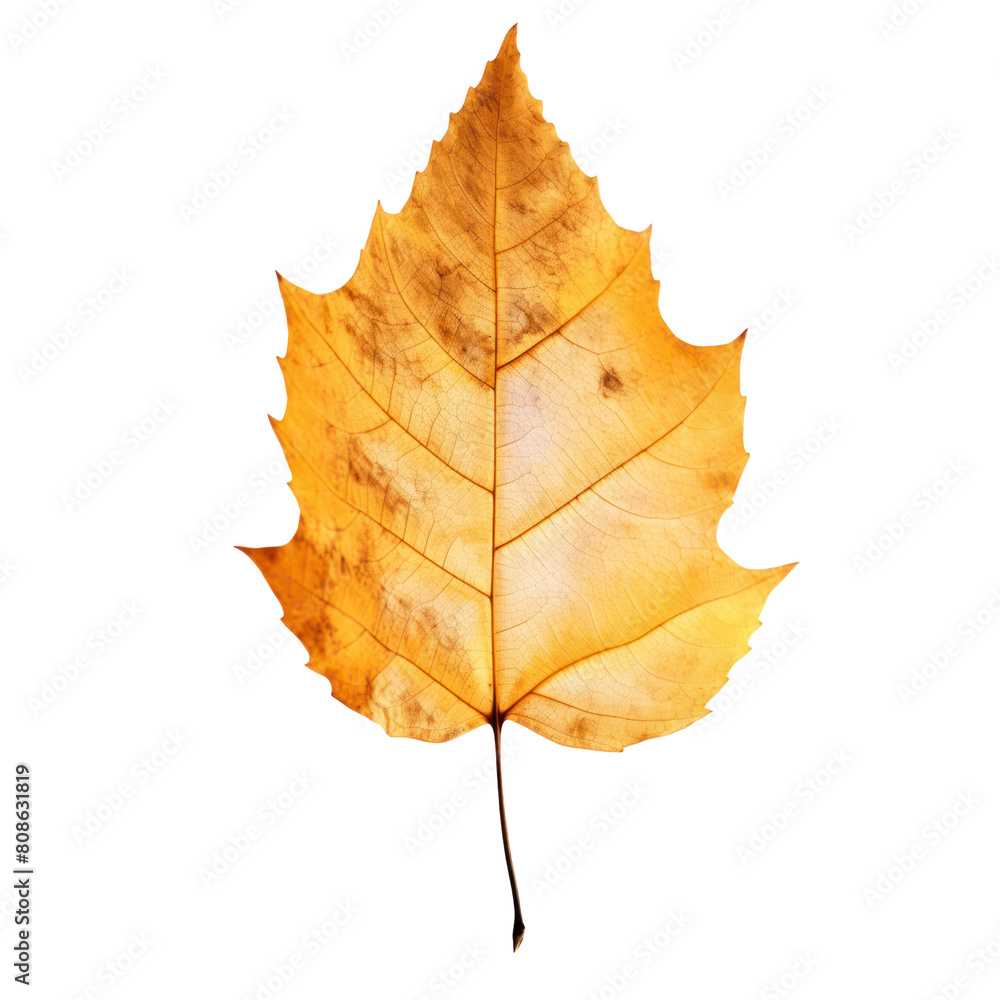 Yellow and orange autumn leaf isolated on transparent background. Yellow and orange autumn leaf isolated on transparent background.